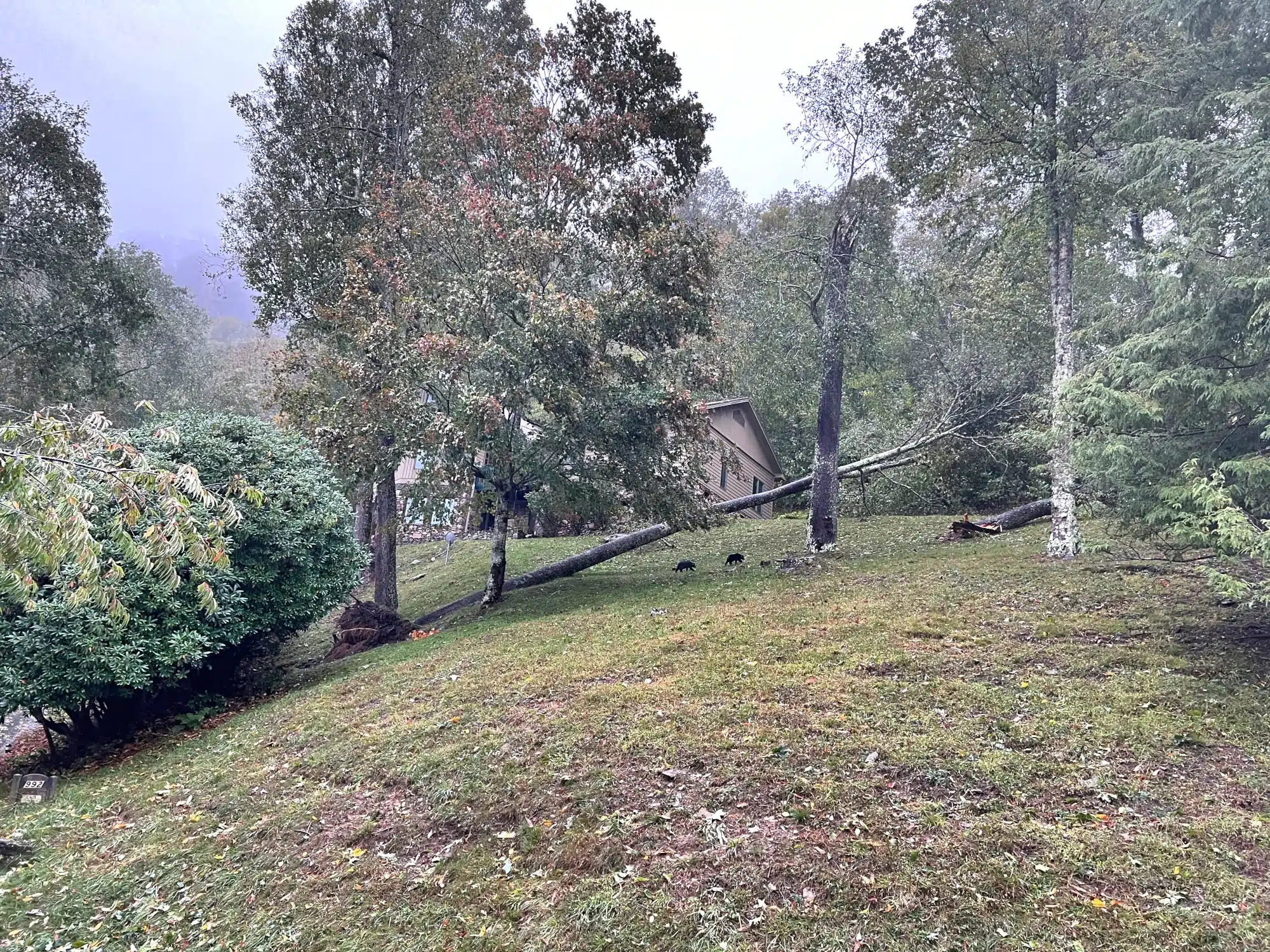 Tree damage from Hurricane Helene
