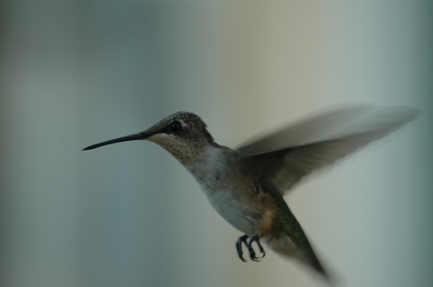 Hummingbird_66