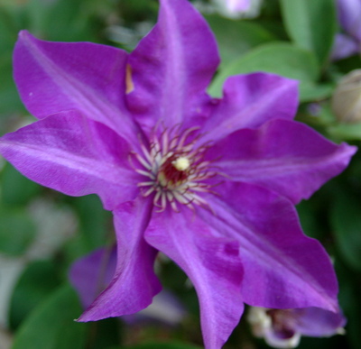 Clematis single