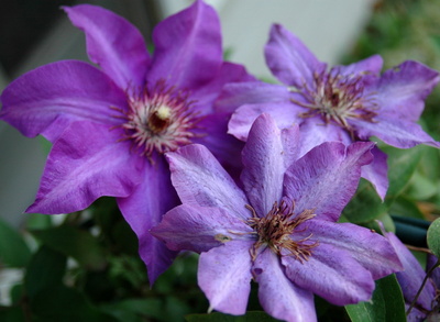 Clematis group
