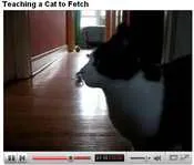 teachingcatfetch.jpg