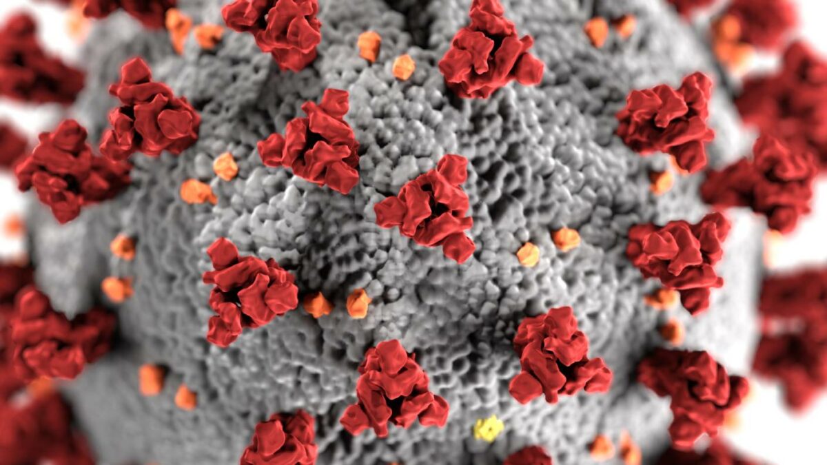 Coronavirus virus image from the CDC