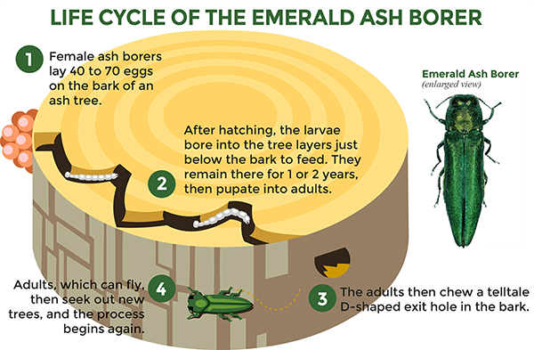 Life cycle of the emerald ash borer.